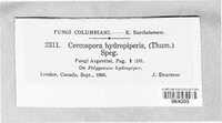 Cercospora hydropiperis image